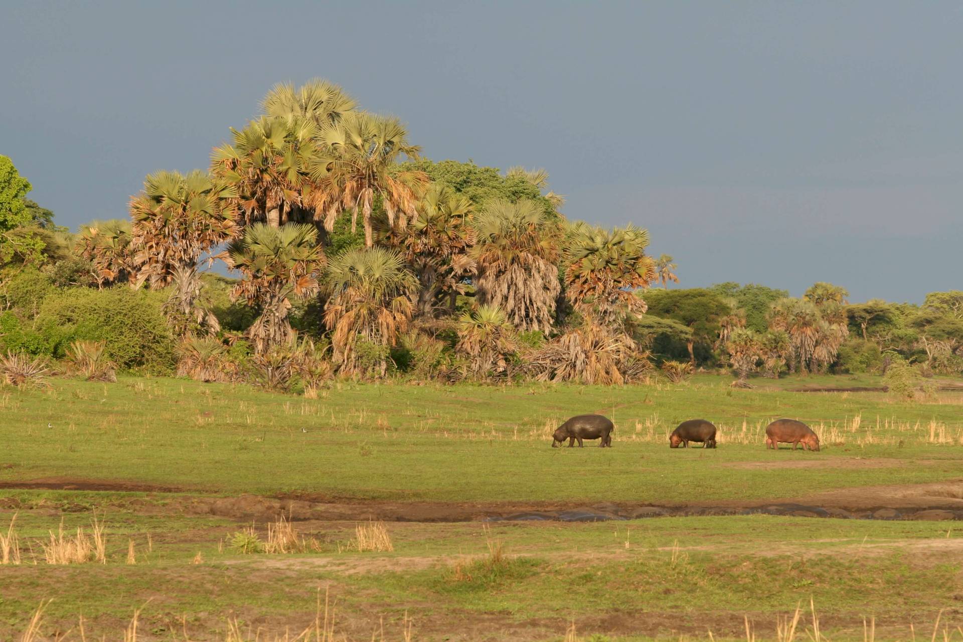 Katavi-Nationalpark