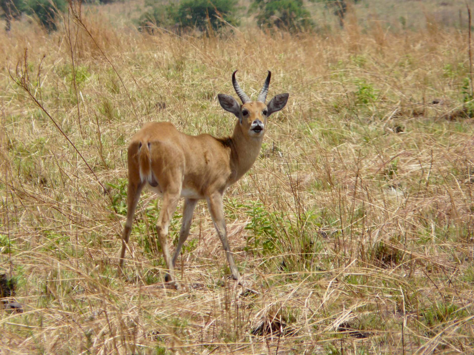 Kidepo-Nationalpark
