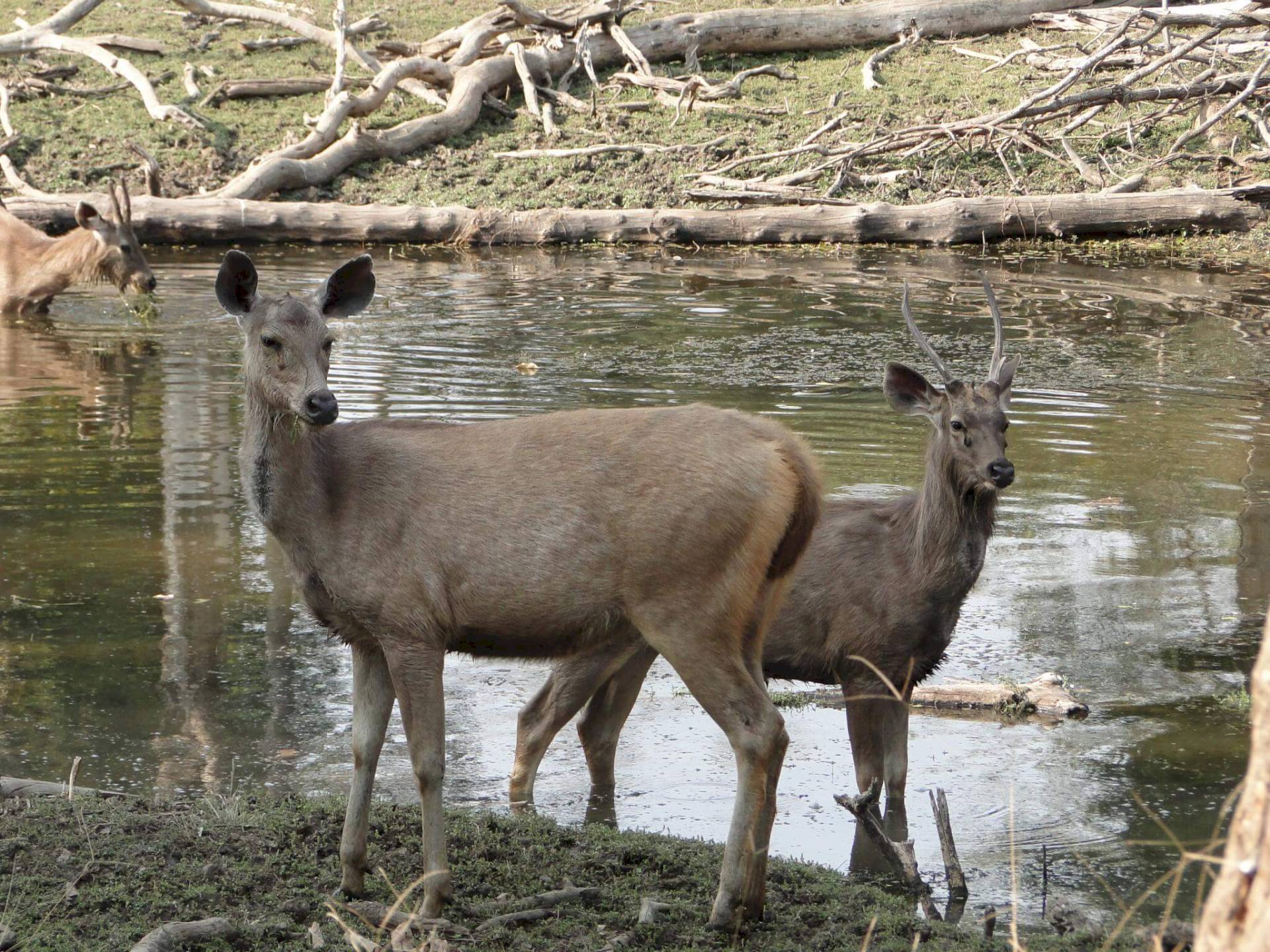 Pench-Nationalpark