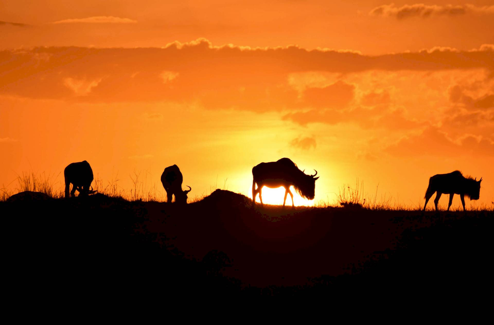 Serengeti-Mara
