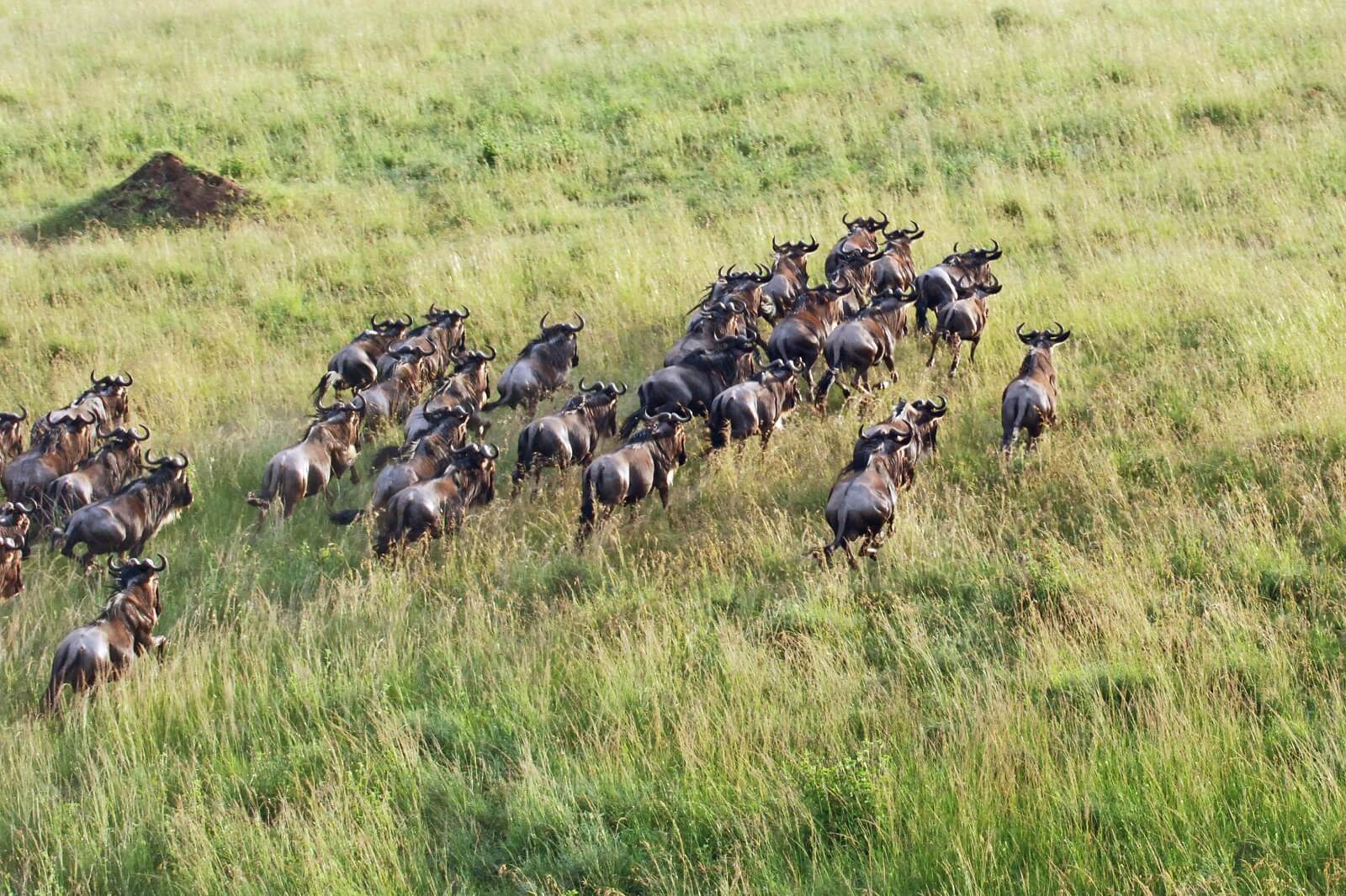 Ang’ata Serengeti