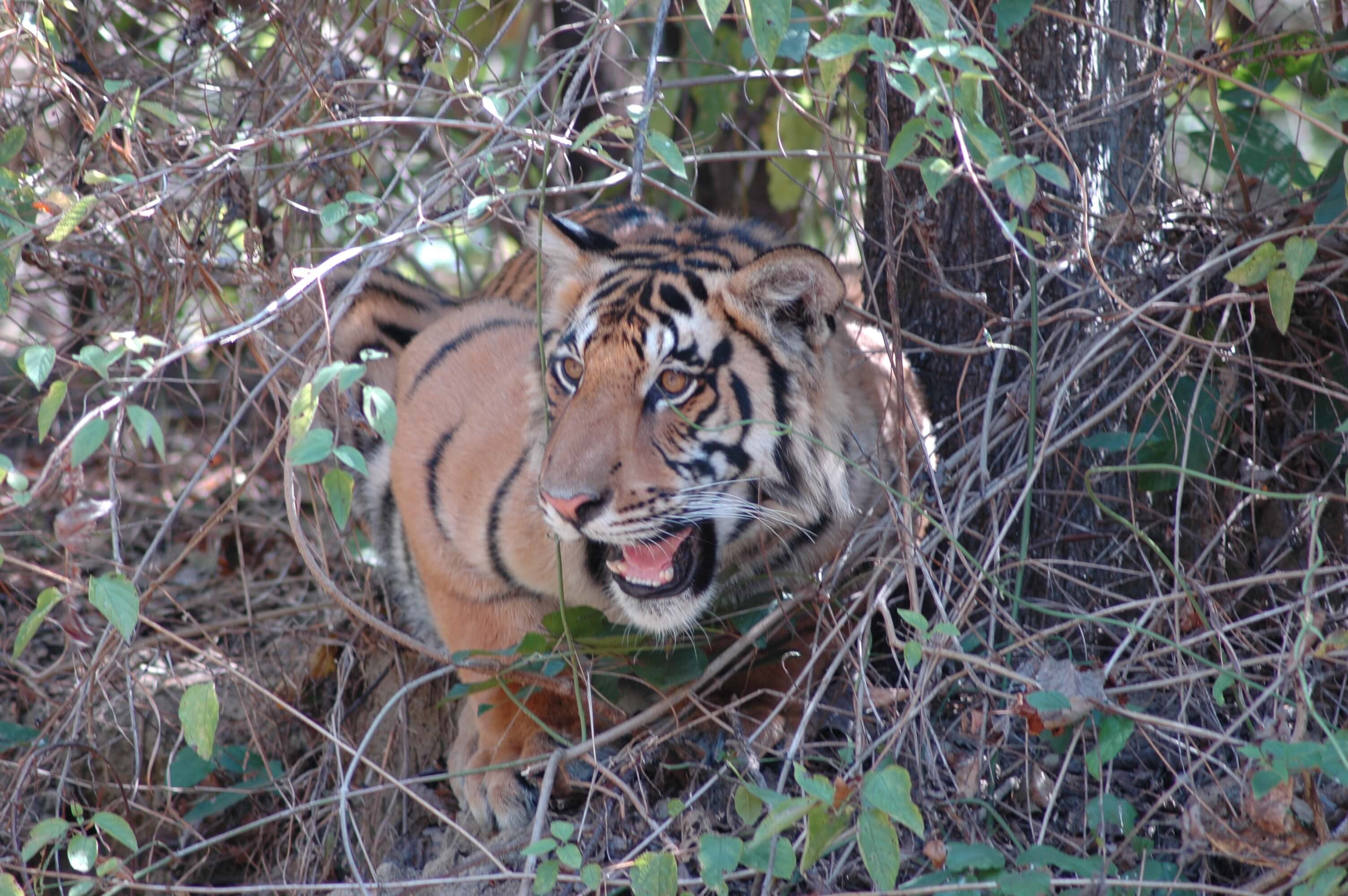 Tiger Garh