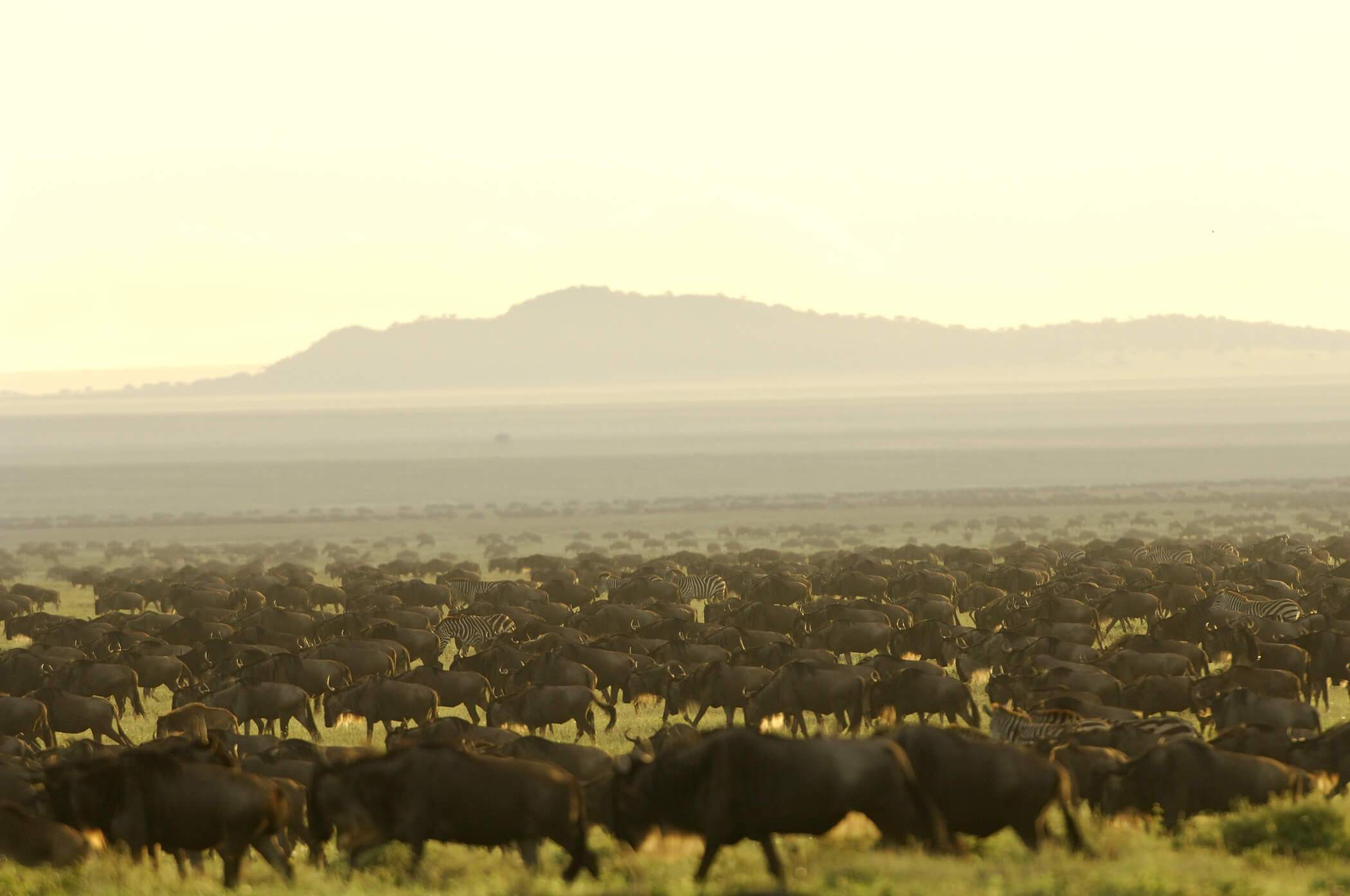 Serengeti Migration Camp