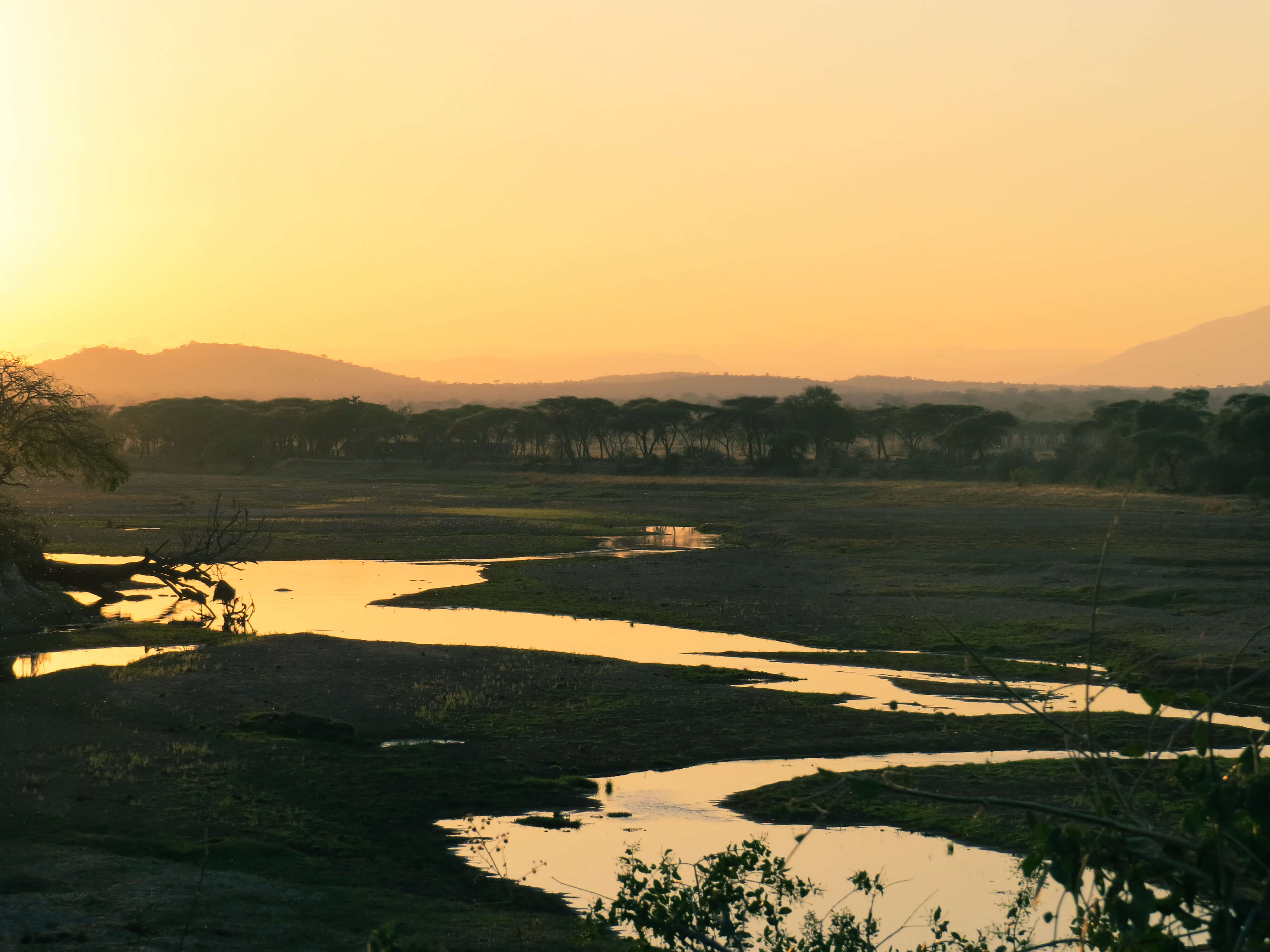 Ruaha Flycatcher Camp