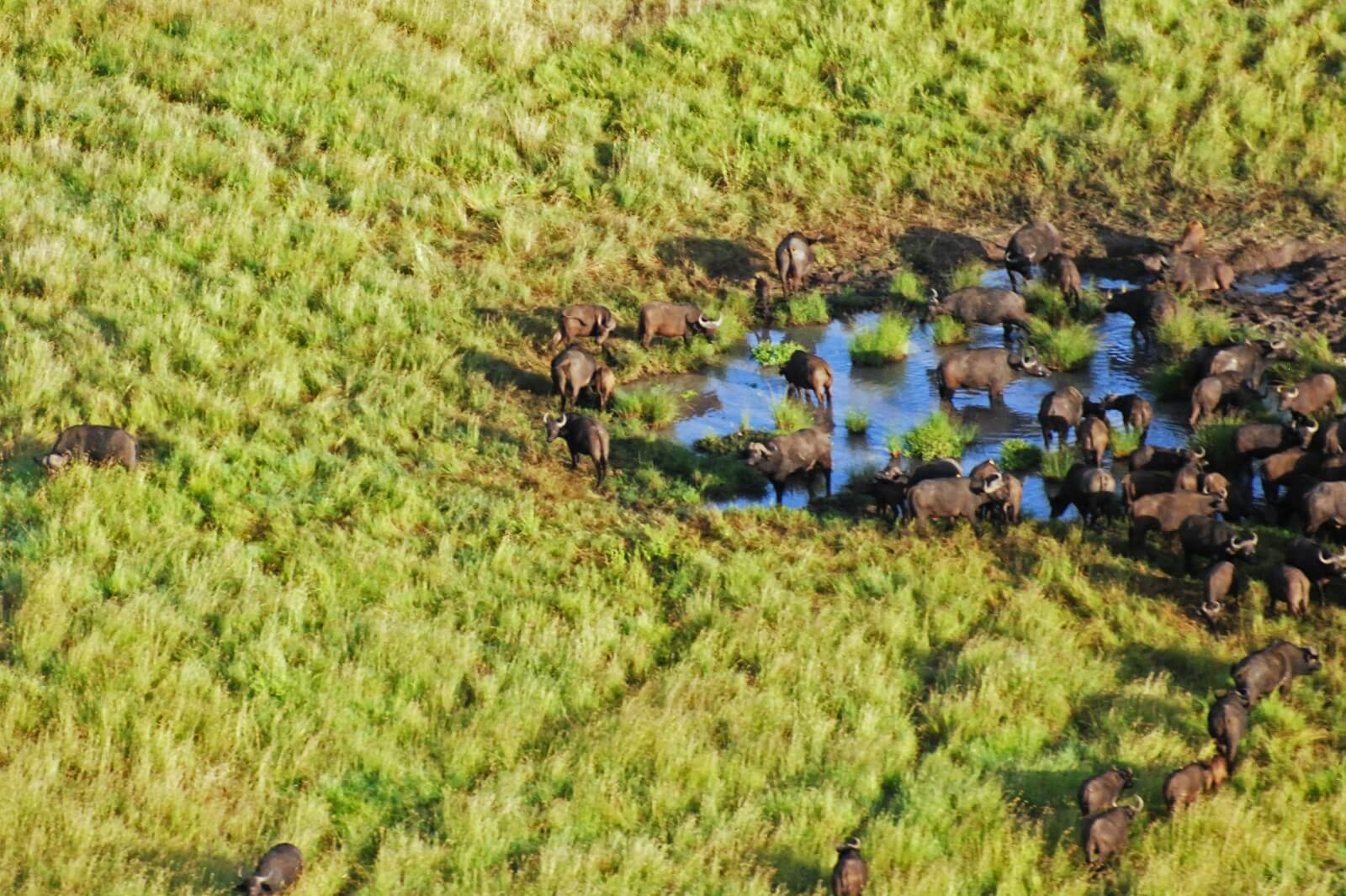Serengeti-Seronera