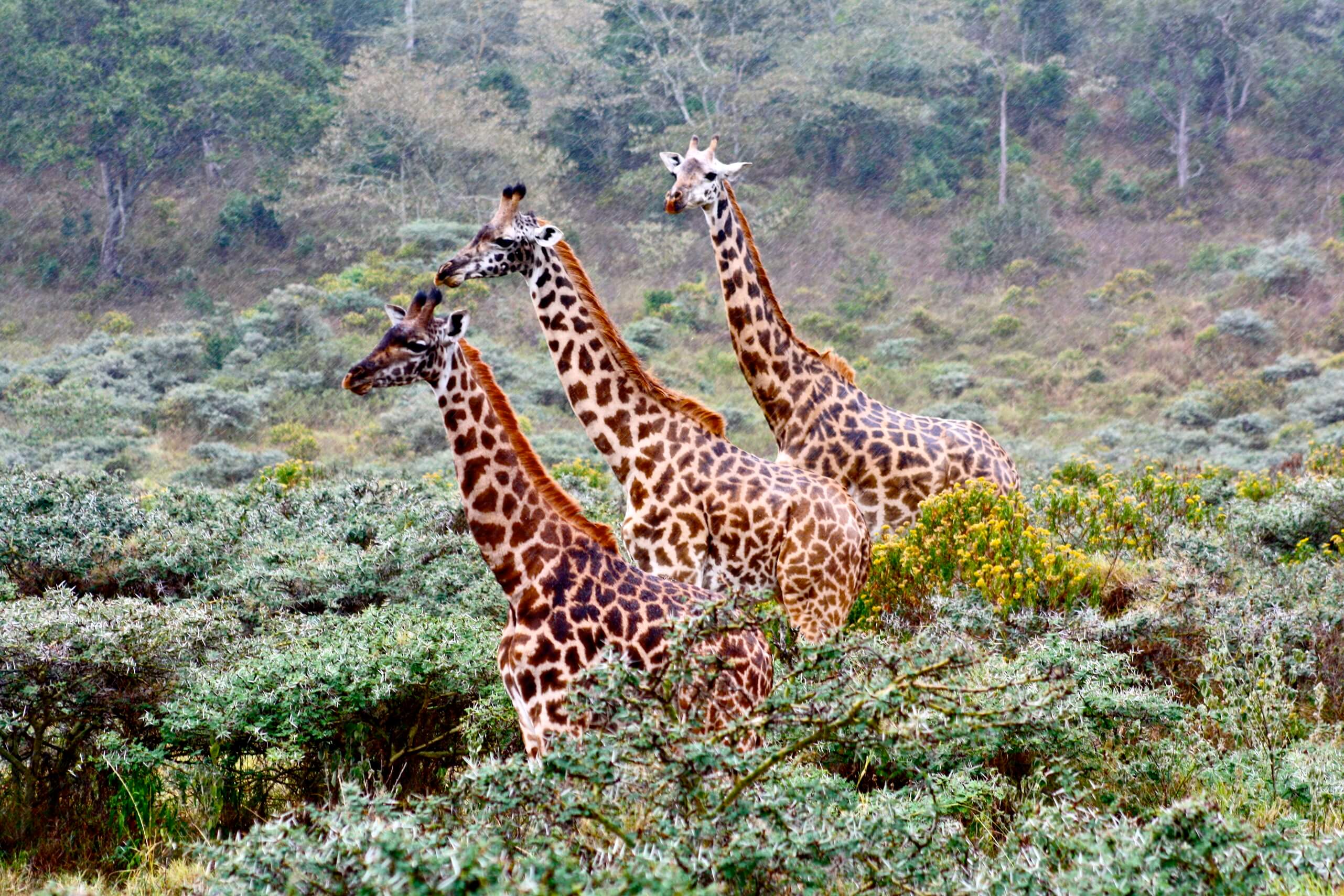 Momella Lodge