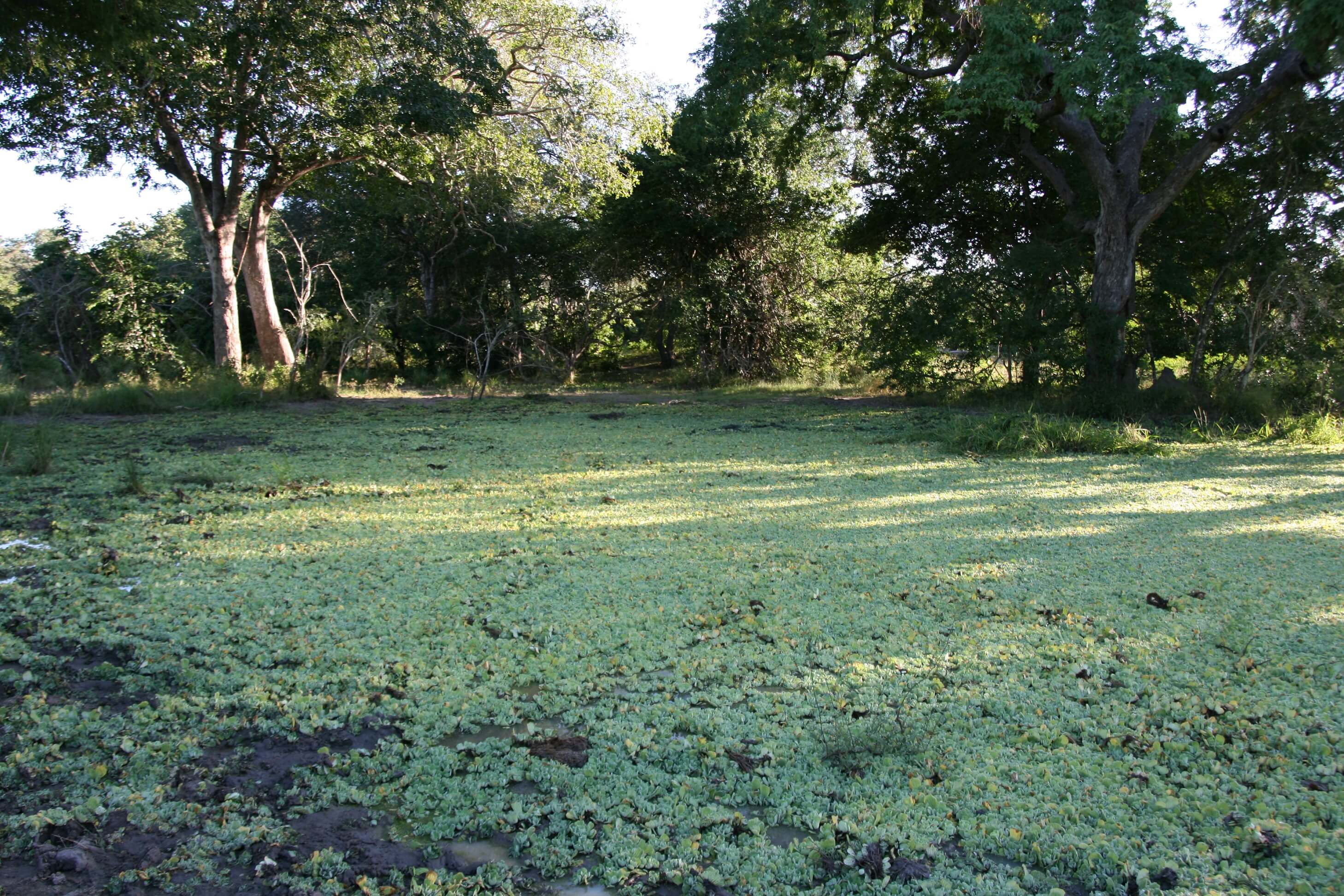Selous Great Water Lodge