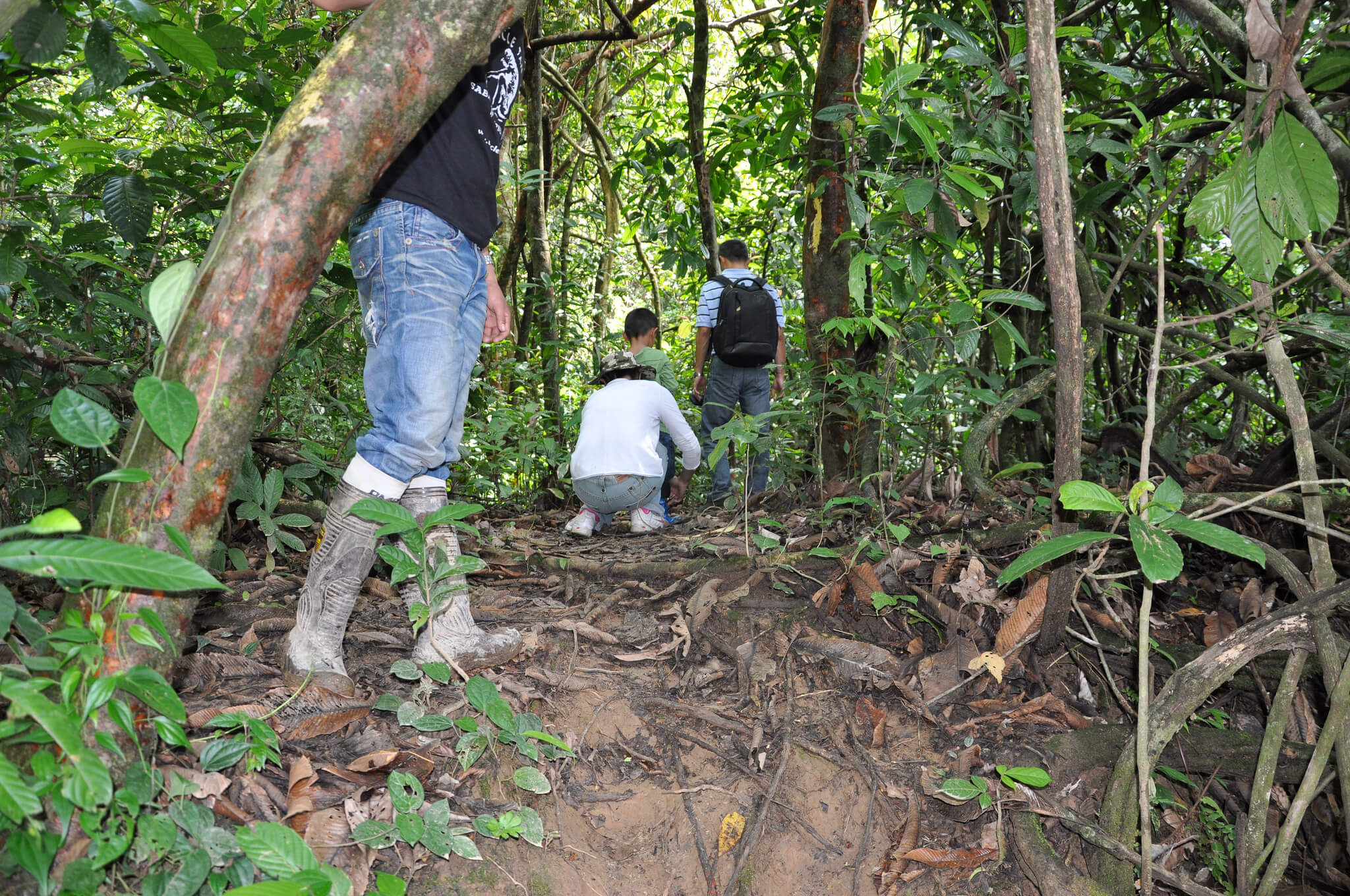 Abai Jungle Lodge