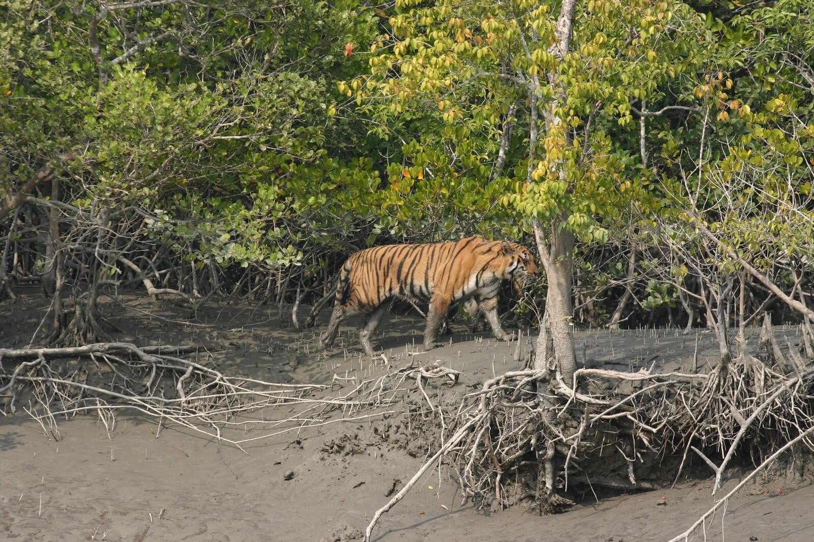 Sundarbans-Nationalpark