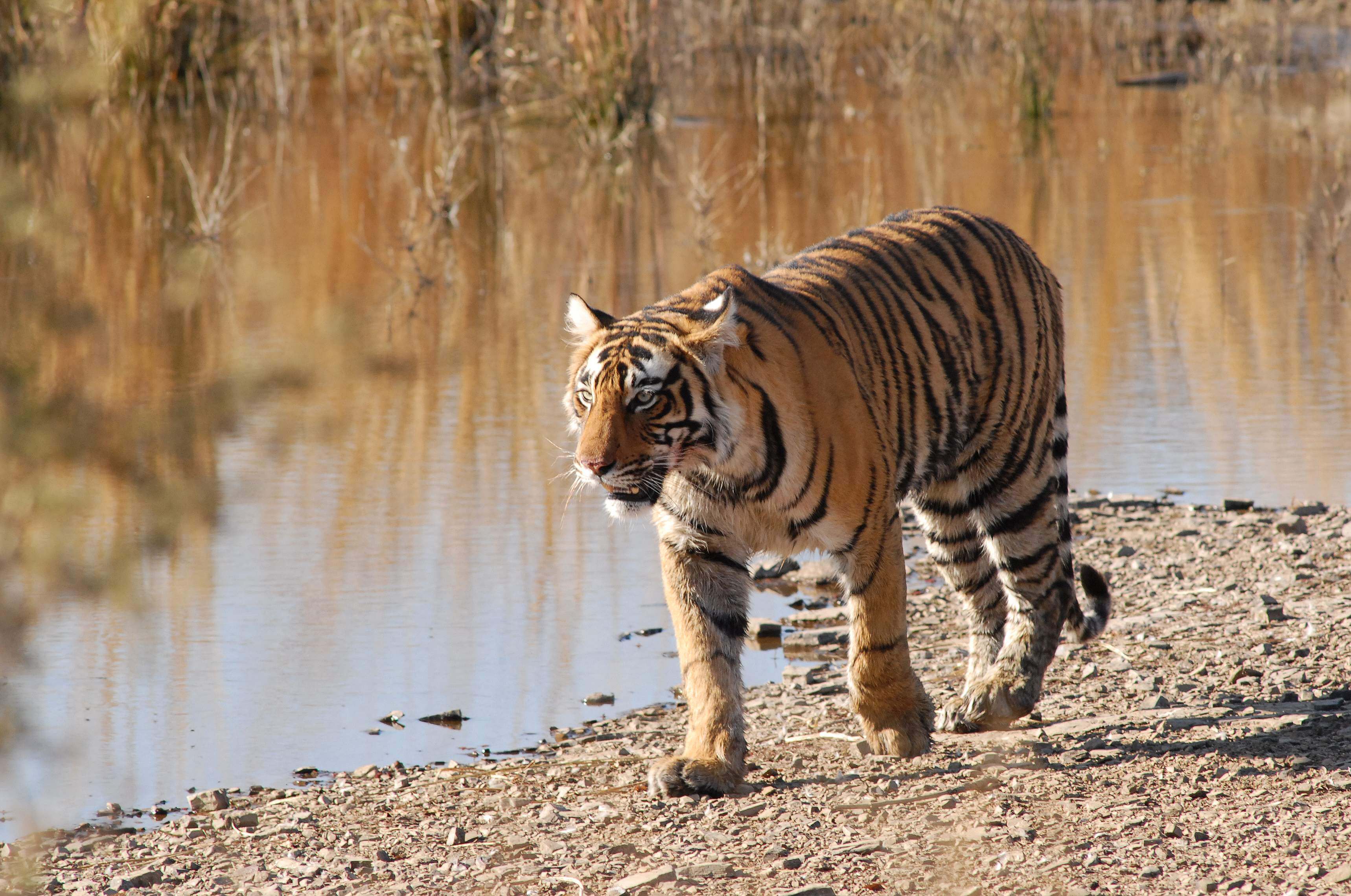 Tiger Lagoon