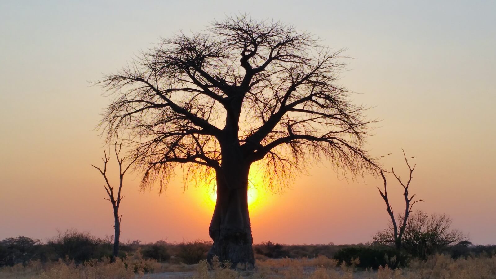 Okavango-Moremi