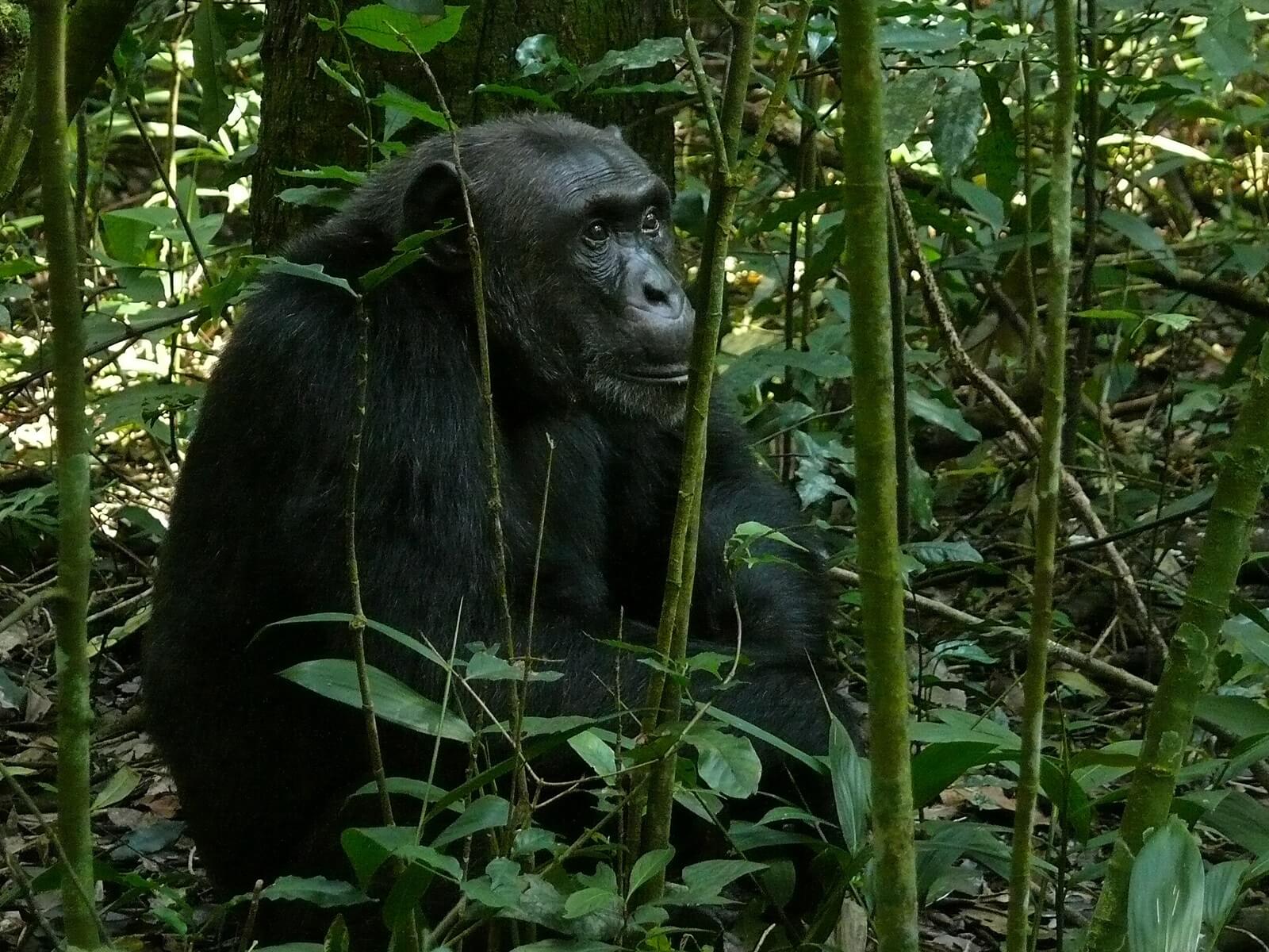 Kibale-Forest-Nationalpark