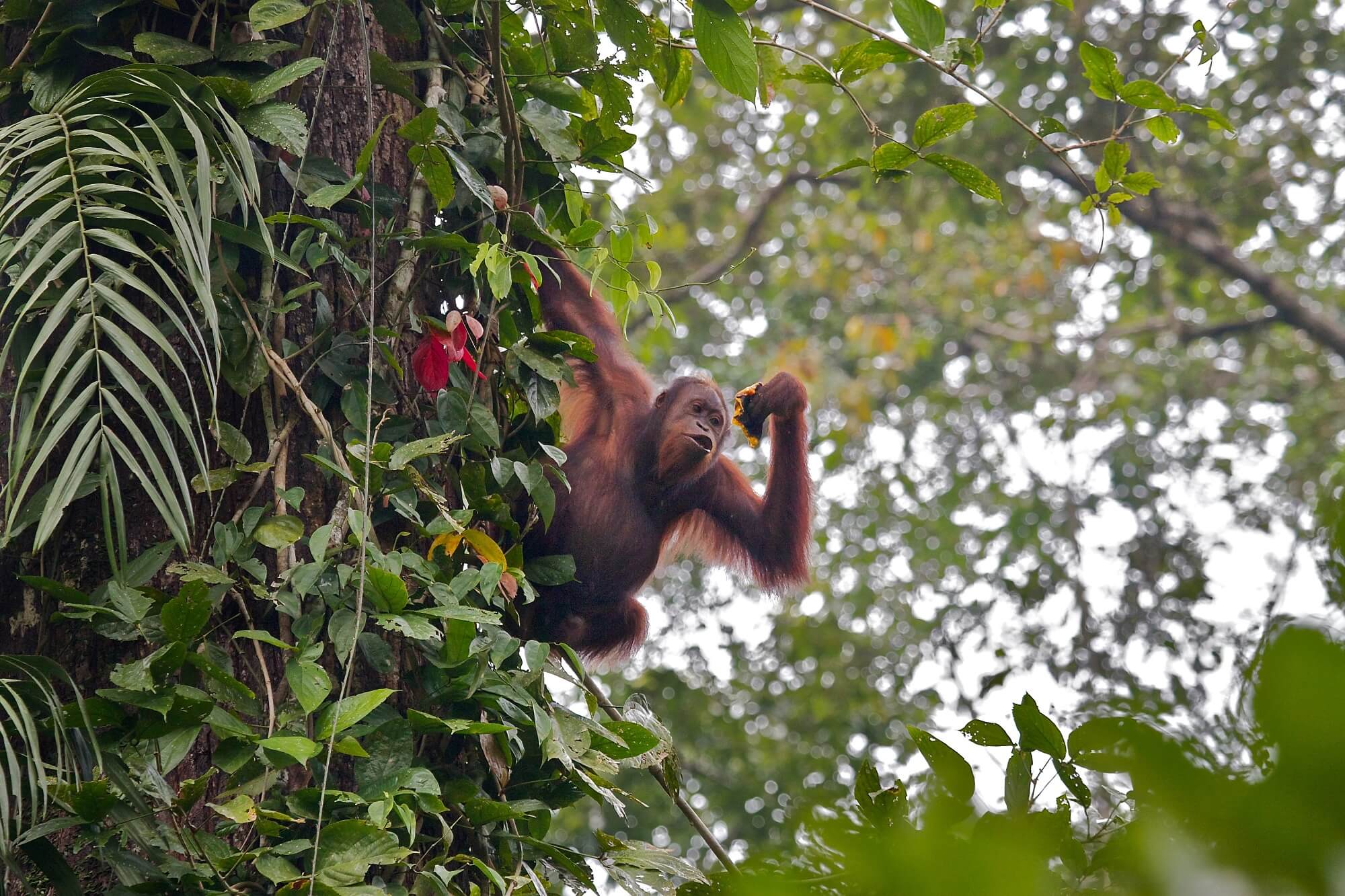 Borneo Maximum-Safari 