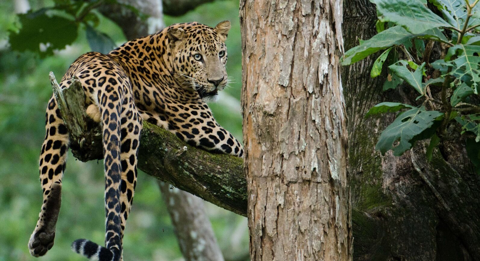 Asiatischer Leopard